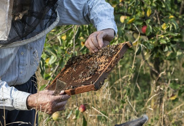 Comment la consommation de miel peut-elle améliorer la santé digestive?