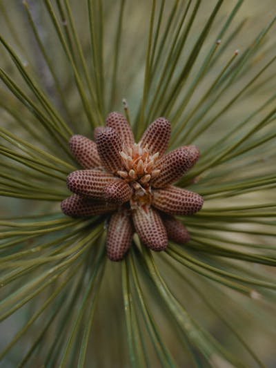 Pollen de pin : un allié naturel pour votre vitalité